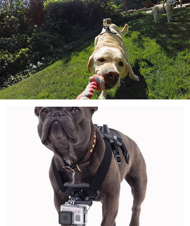 Postroj pre psa pre kamery GoPro ELEMENTRIX