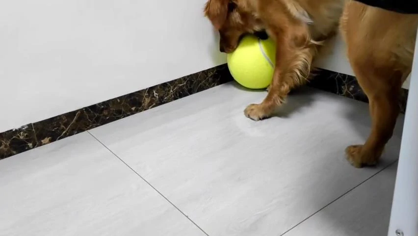 Maxi tenisák pre psa