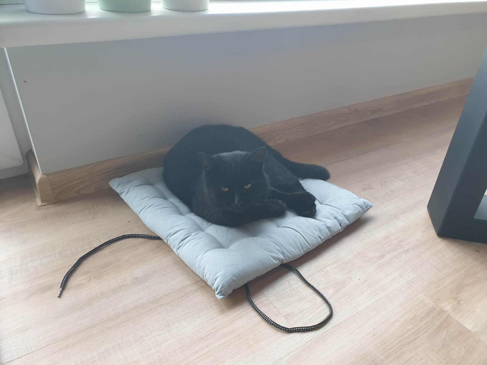 Ochranná deka, potah do auta pro psa klasik